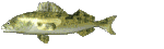 eeeye